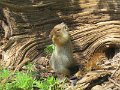 (75) American Pika